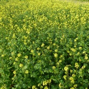 Fall Mustard